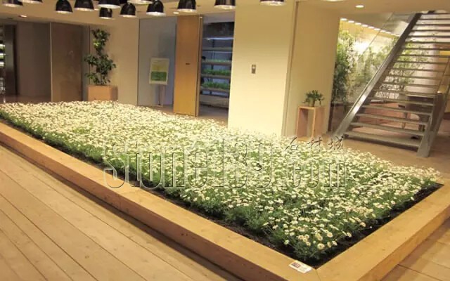 石材從業(yè)者的工作環(huán)境夢(mèng)想終極篇 辦公室的綠色