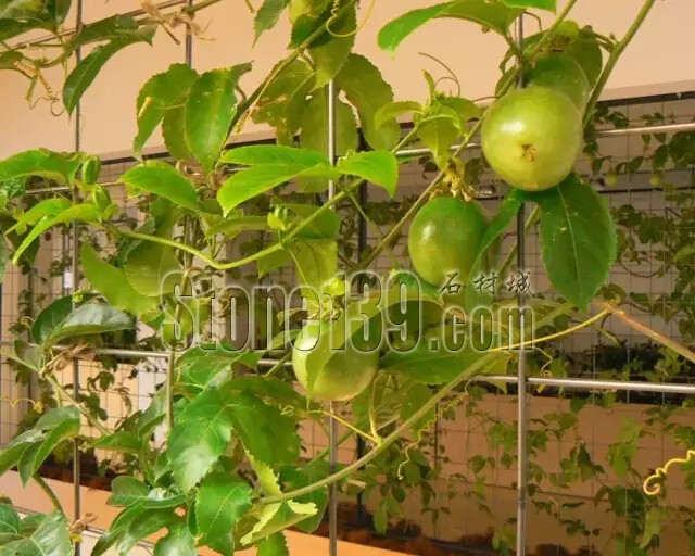 石材從業(yè)者的工作環(huán)境夢(mèng)想終極篇 辦公室的綠色