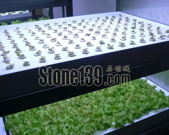 石材從業(yè)者的工作環(huán)境夢(mèng)想終極篇 辦公室的綠色