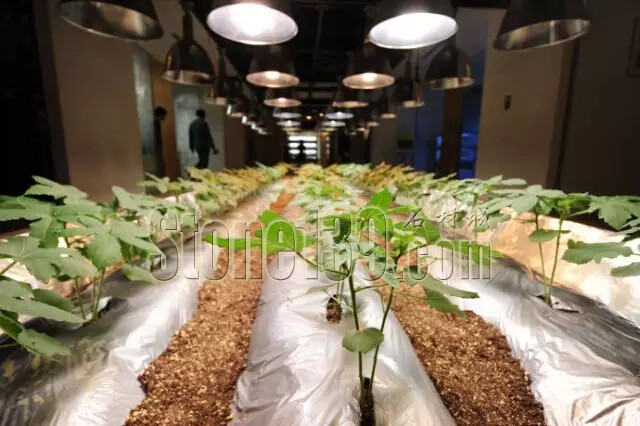 石材從業(yè)者的工作環(huán)境夢(mèng)想終極篇 辦公室的綠色