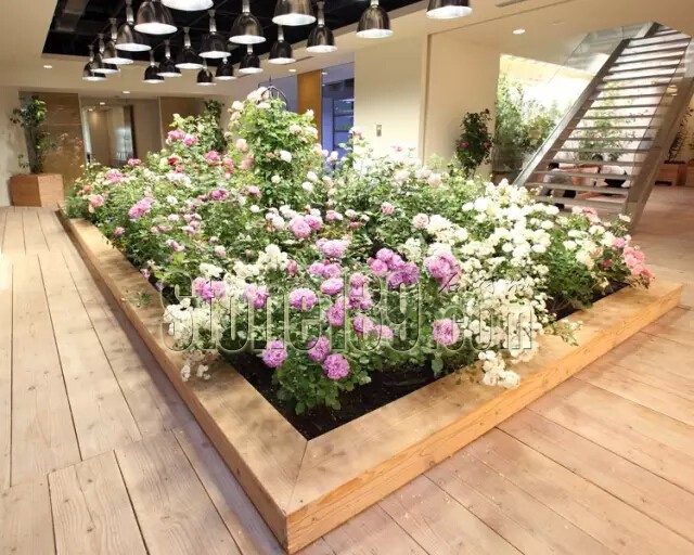 石材從業(yè)者的工作環(huán)境夢(mèng)想終極篇 辦公室的綠色