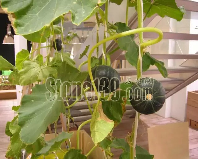 石材從業(yè)者的工作環(huán)境夢(mèng)想終極篇 辦公室的綠色