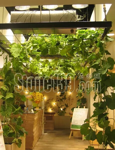 石材從業(yè)者的工作環(huán)境夢(mèng)想終極篇 辦公室的綠色