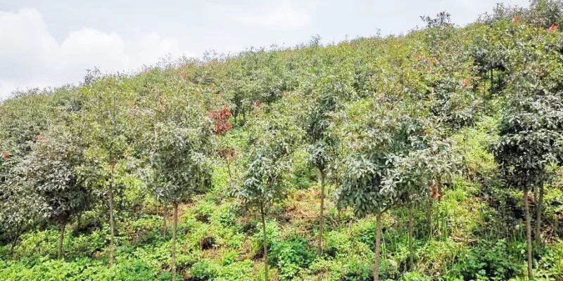 礦山環(huán)境“開發(fā)式治理”之路如何走?