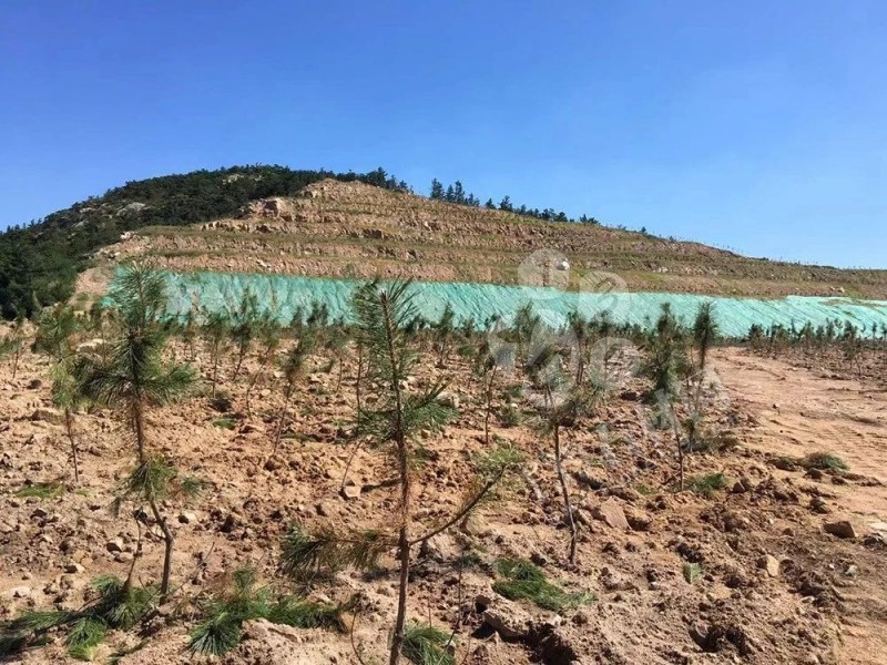 山東榮成(石島紅皇室珍珠產地):鐵腕修復礦山,再塑生態翠屏