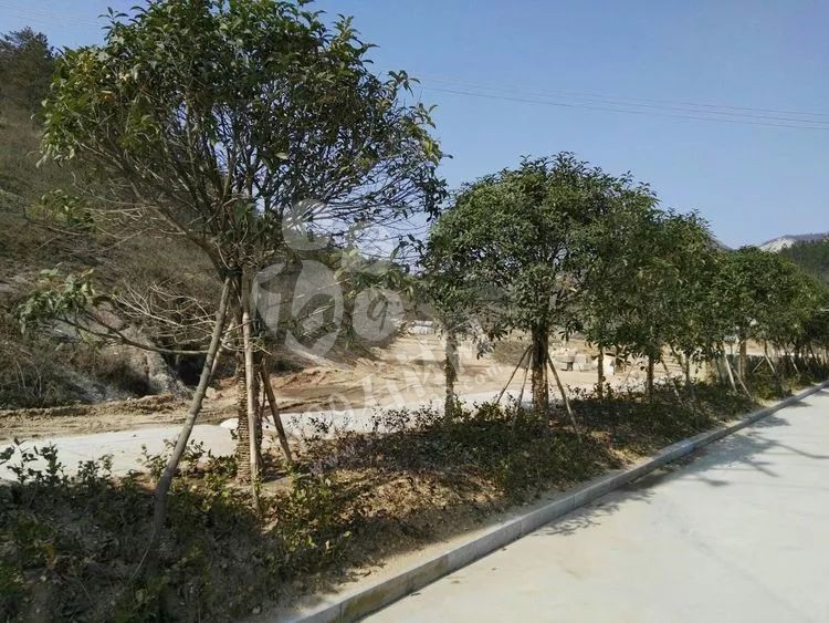 湖北隨州石材業國家鼓勵發展的產業集群！且黃金麻可以下料了！