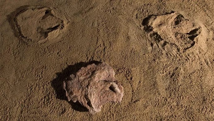 中國發現霸王龍足跡，收藏于南安水頭鎮英良世界石材自然歷史博物館