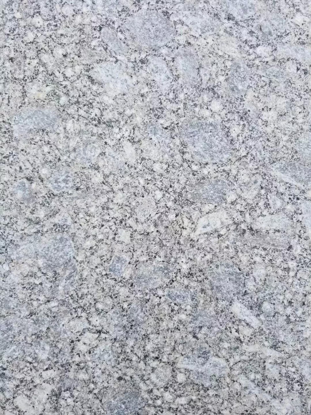 山東招遠(yuǎn)珍珠花、珍珠紅、珍珠灰