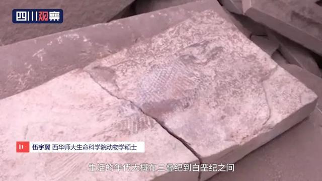 眉山首例!丹棱幸福古村發現疑距今約一億三千五百萬年的“魚化石”!