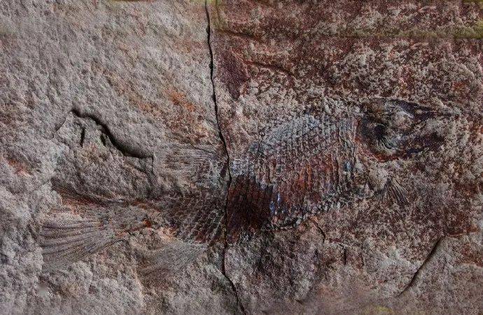 眉山首例!丹棱幸福古村發現疑距今約一億三千五百萬年的“魚化石”!