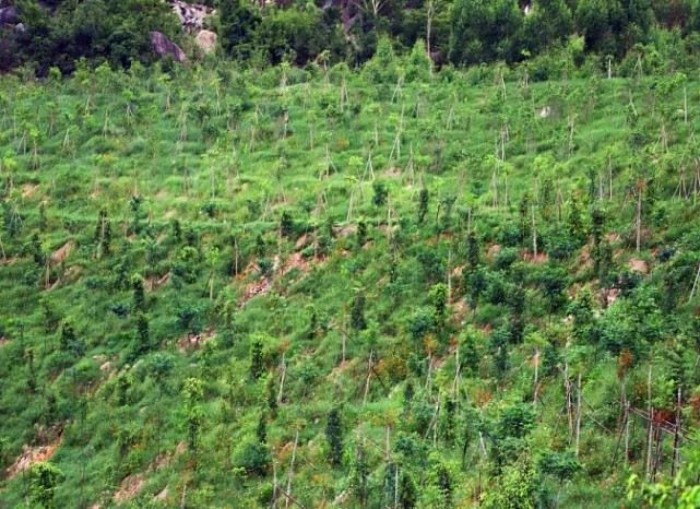 漳浦問題礦山生態圓滿修復,全縣石材企升級27家企業復電復產,獲中國環境報好評