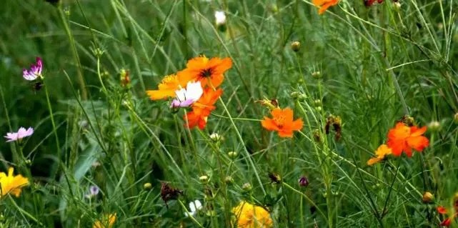 漳浦問題礦山生態圓滿修復,全縣石材企升級27家企業復電復產,獲中國環境報好評