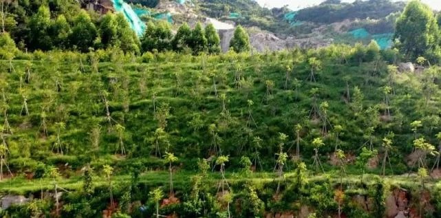 漳浦問題礦山生態圓滿修復,全縣石材企升級27家企業復電復產,獲中國環境報好評