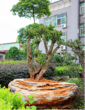 晏輝:用石材做的花盆真的人見人愛,每一款都獨具味道