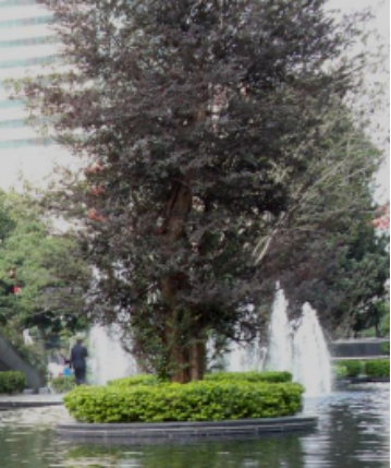 晏輝:用石材做的花盆真的人見人愛,每一款都獨具味道