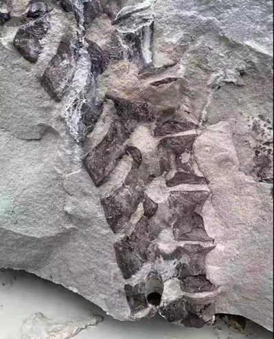 四川隆昌青石礦山挖出古生物化石,專(zhuān)家初步分析為恐龍化石!