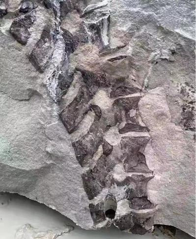四川隆昌青石礦山挖出古生物化石,專(zhuān)家初步分析為恐龍化石!