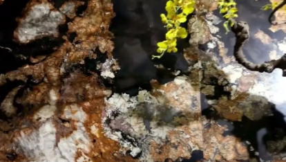 臺(tái)灣裝飾石材市場(chǎng)受歡迎的十款高端天然石材(奢石) 臺(tái)灣市場(chǎng)受歡迎的奢石