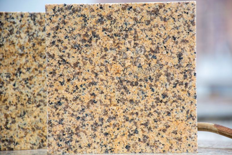 江西菊花黃與新疆菊花黃對比