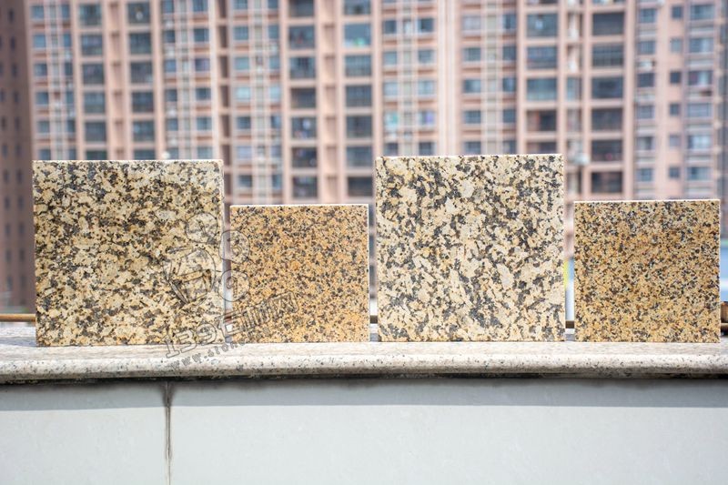 江西菊花黃與新疆菊花黃對比